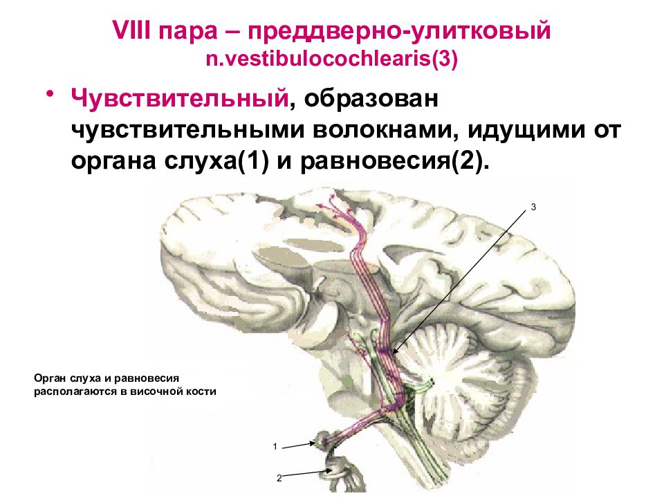 8 пара черепно мозговых нервов презентация