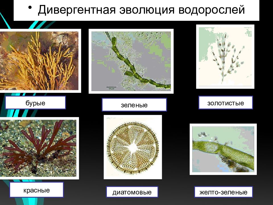 Последовательность эволюции водорослей. Эволюция водорослей. Бурые диатомовые водоросли. *Водоросли (зеленые, диатомовые, бурые, красные. Эволюция водорослей схема.