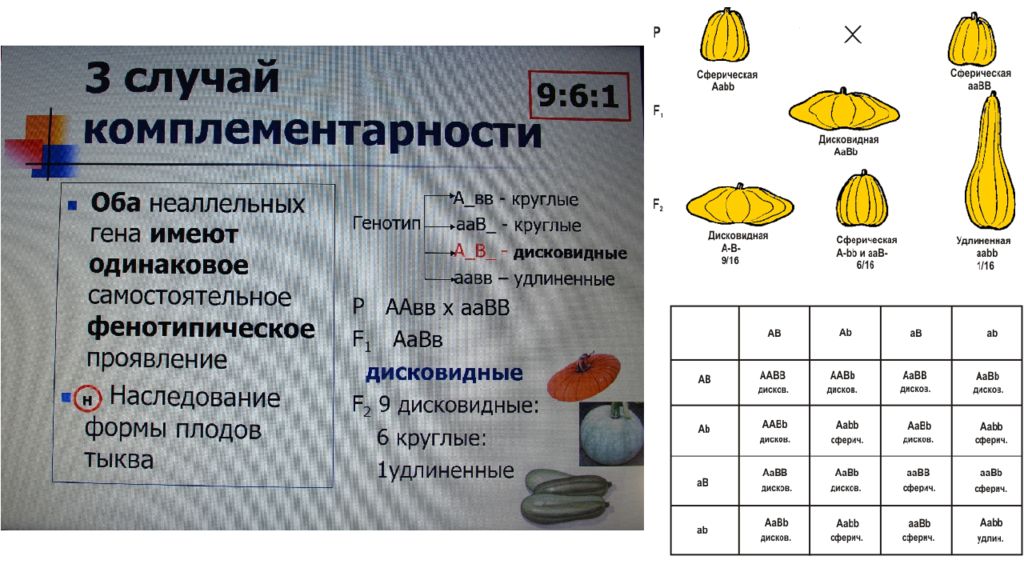 У тыквы дисковидная форма плода доминирует. Комплементарность форма плода тыквы. Наследование формы плодов у тыквы. Наследование формы плода у тыквы. Комплементарное взаимодействие генов у тыквы.