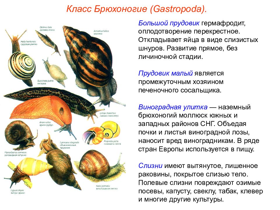 Брюхоногие моллюски краткое. Устрицы брюхоногие моллюски. Тип моллюски класс брюхоногие моллюски. Брюхоногие моллюски прудовик. Тип развития брюхоногих моллюсков.