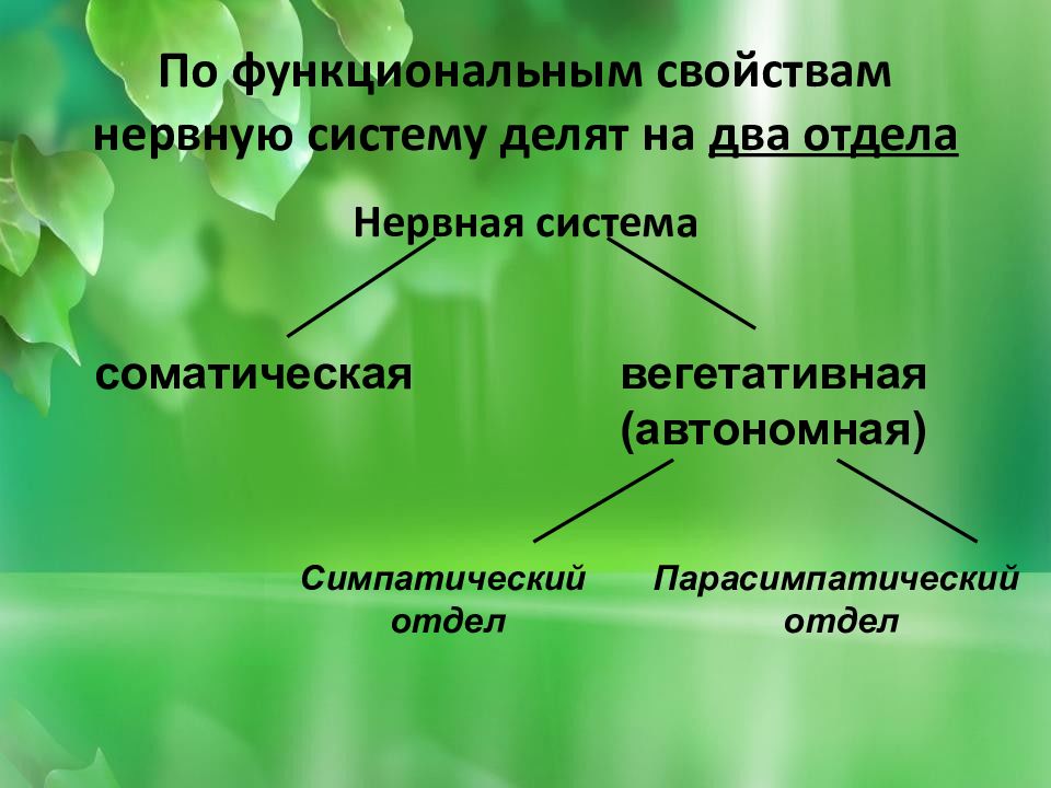 Жизнедеятельность организмов 5 класс биология презентация