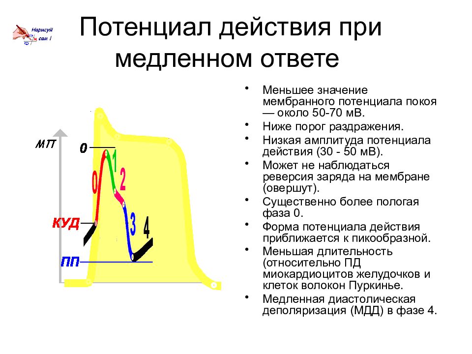 Потенциал действия. Реверсия потенциала действия. Амплитуда потенциала действия. Потенциал действия сердца. Особенности потенциала действия.