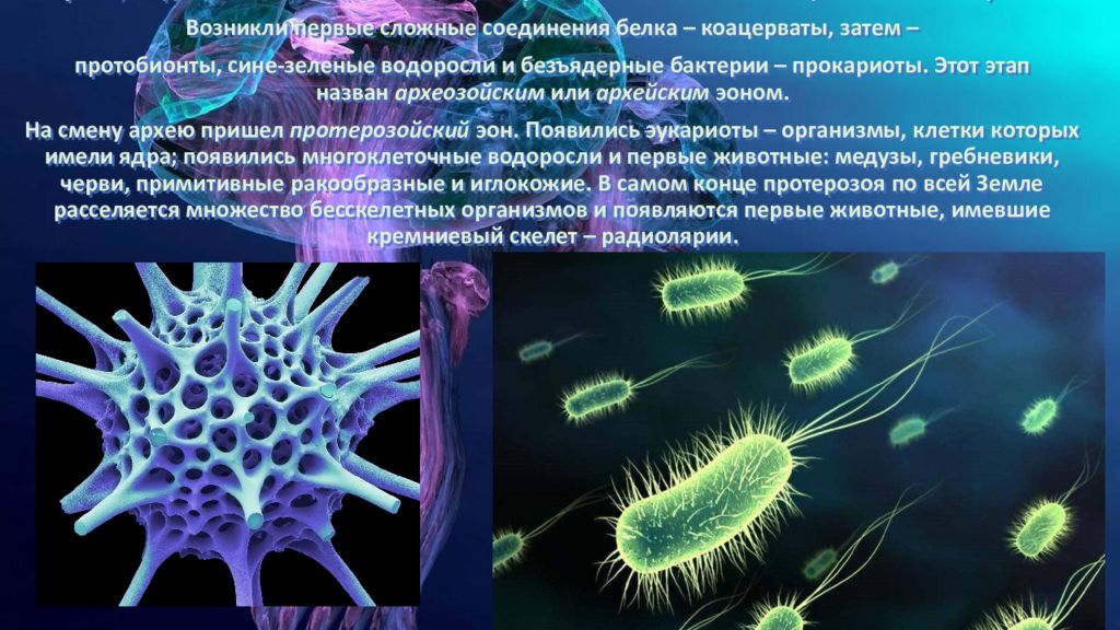 Многообразие живых организмов. Сине зеленые водоросли архей. Сине зеленые водоросли архей. Какие организмы появились первыми на нашей планете. Первые организмы появившиеся на земле.