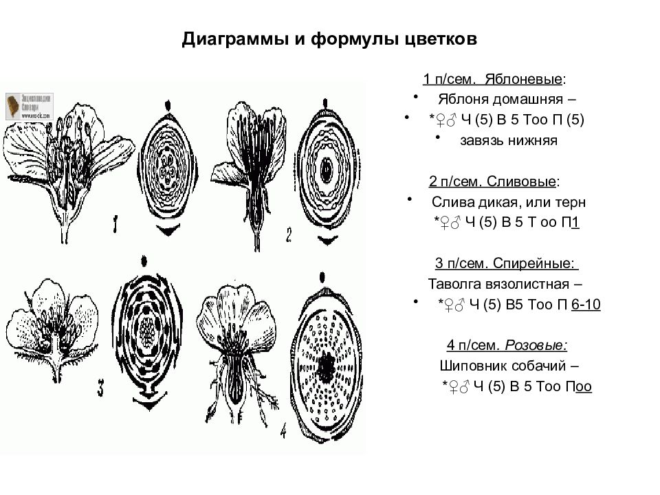 Завязь яблони рисунок