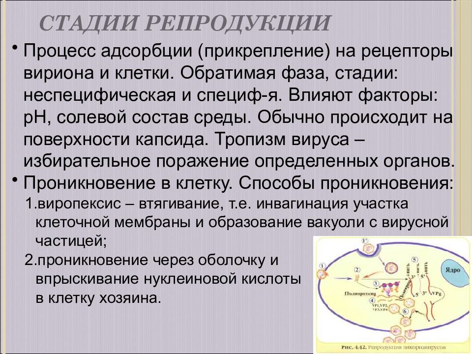 Стадии репродукции. Процесс репродукции. Этапы процесса репродукции человека. Процесс репродукции. Этапы процесса репродукции..