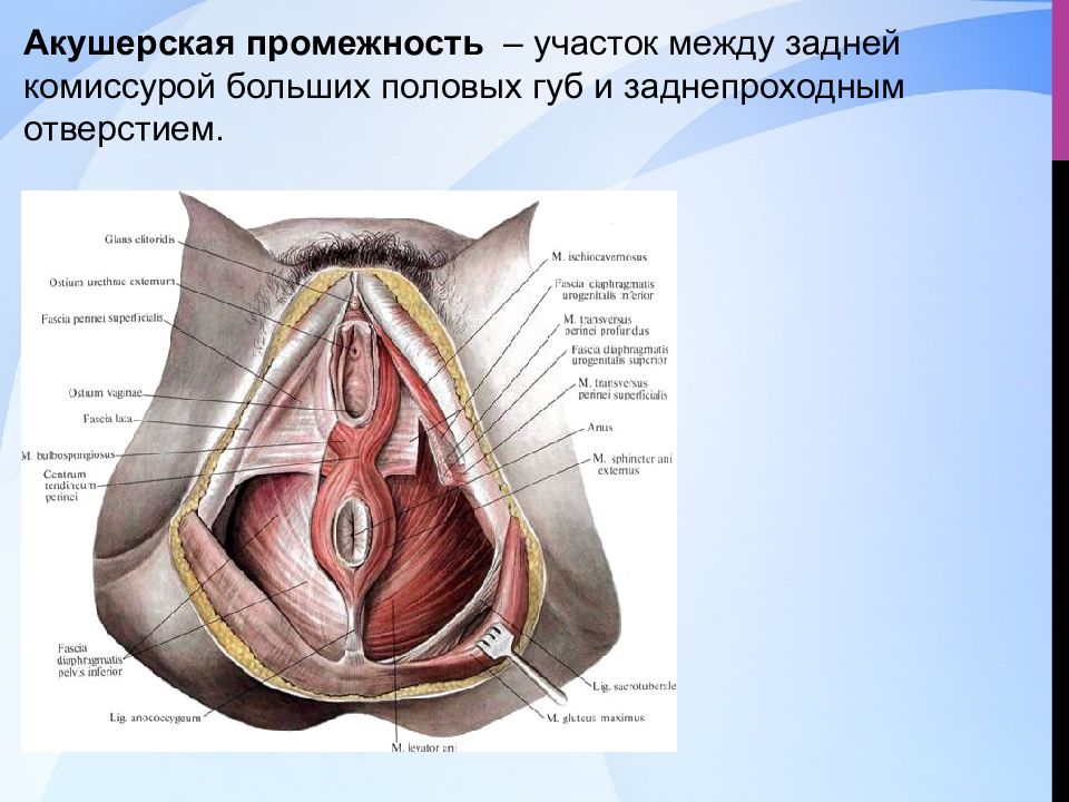 Большие половые губы картинки