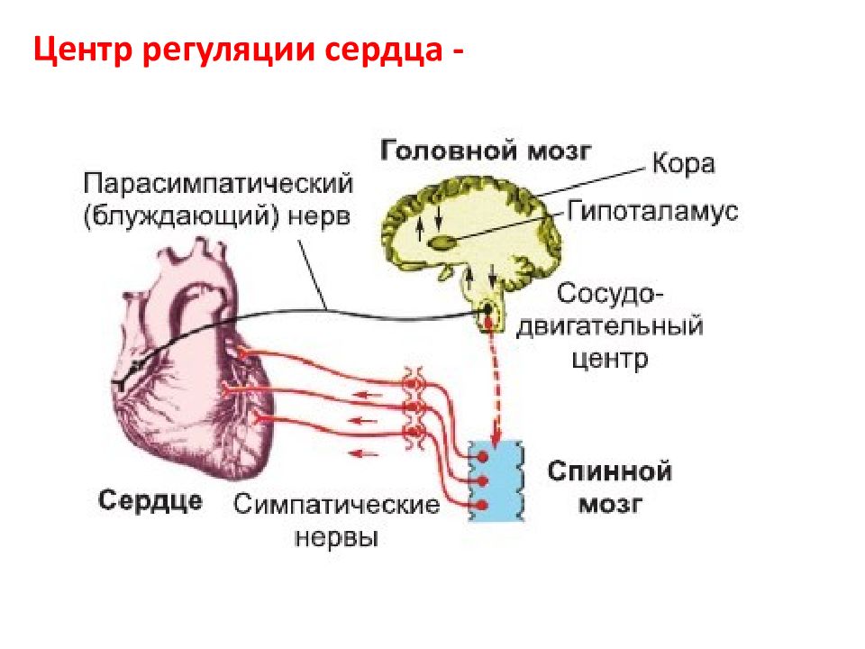 Вегетативная регуляция сердечной деятельности. Внутрисердечные периферические рефлексы регуляции сердца. Эффекты блуждающего нерва. Взаимосвязи между нервными центрами.