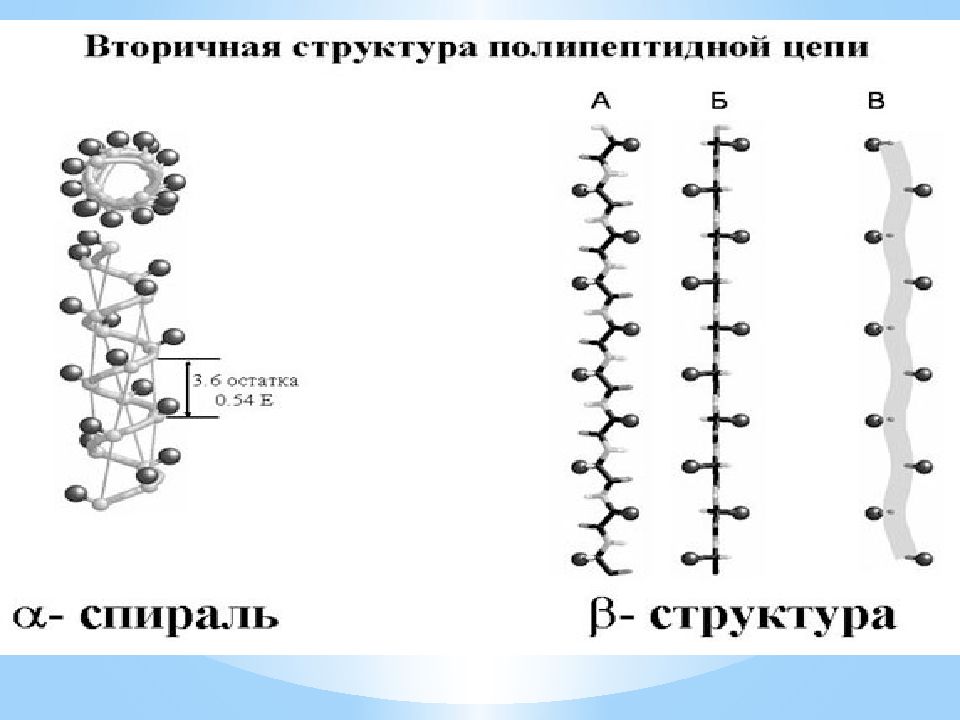 Аминокислоты и белки презентация по химии 9 класс