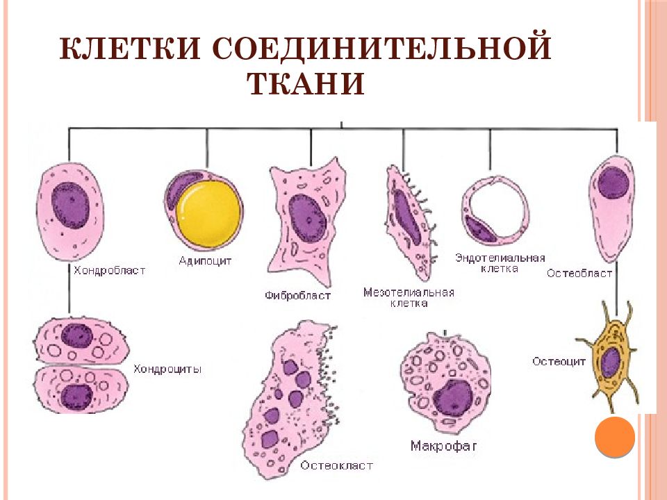 Адвентициальные клетки рисунок