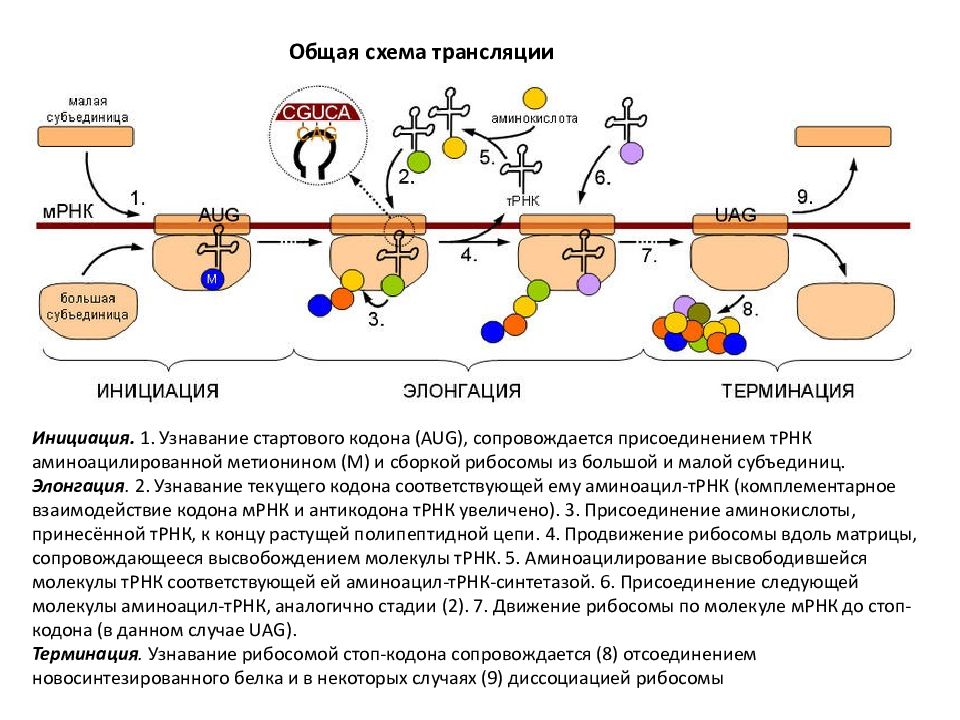 Трансляция происходит. Биосинтез белка трансляция инициация элонгация терминация. Инициация элонгация терминация схема. Цикл элонгации трансляции рибосомы.