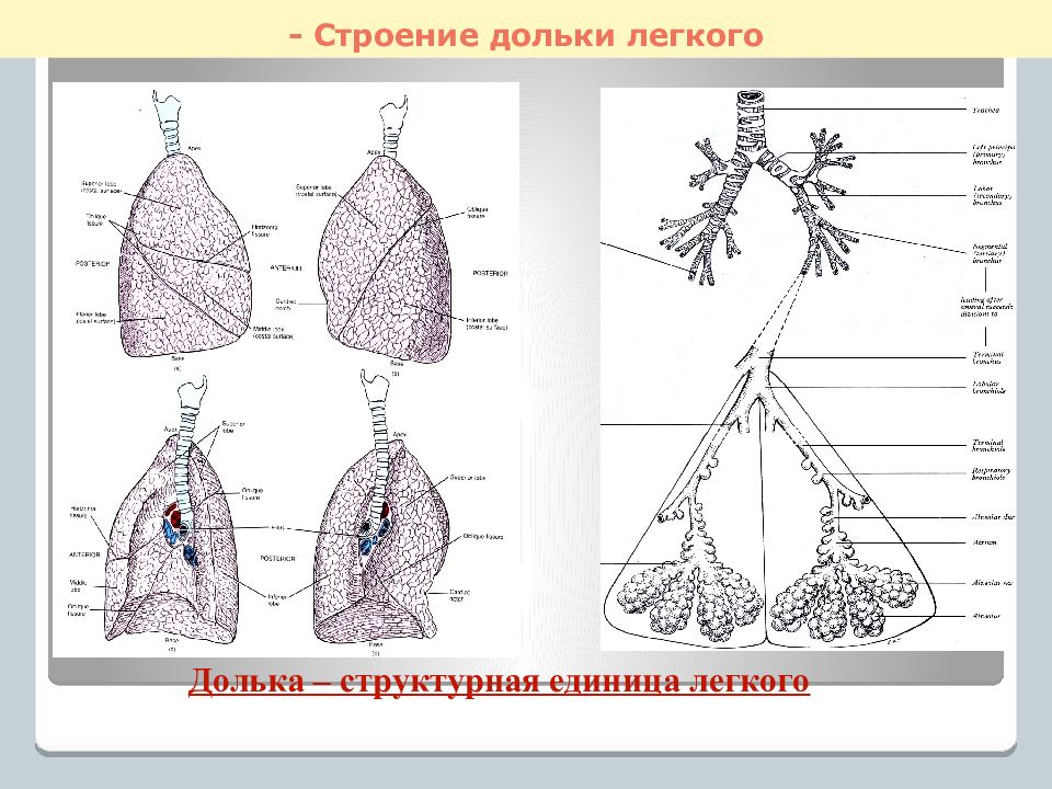 3 стро. Структура дольки легкого анатомия. Строение легких дольки. Строение дольки лёгкого. Строение легочной дольки.