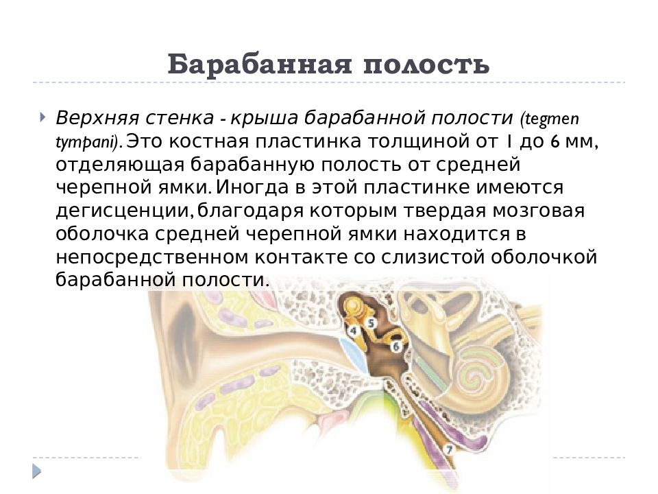 Полость уха. Барабанная полость среднего уха анатомия. Барабанная полость среднего уха верхняя стенка. Слуховой анализатор барабанная полость. Функция барабанной полости среднего уха.