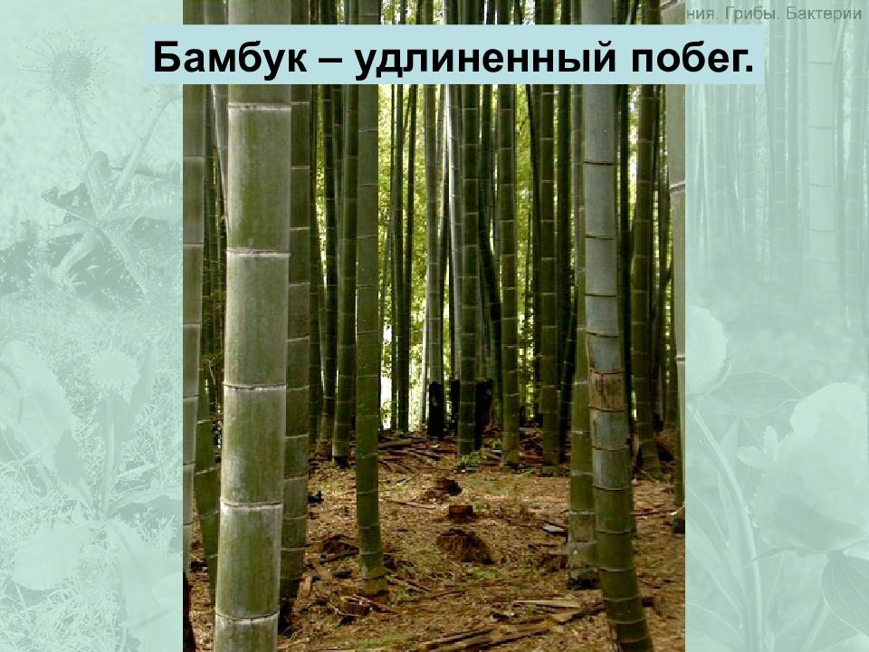 Строение бамбука. Структура бамбука. Строение стебля бамбука. Бамбук в разрезе.