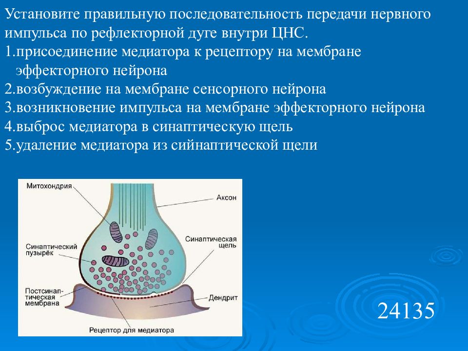 Схема передачи нервного импульса