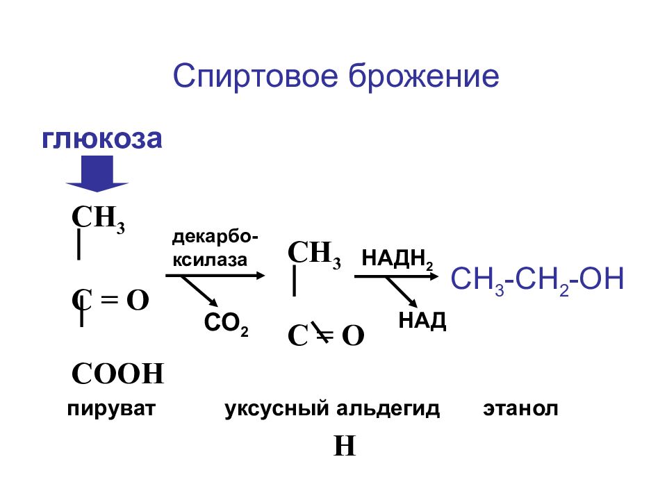 Брожение глюкозы получение этанола. Схема спиртового брожения Глюкозы. Спиртовое брожение. Спиртовое брожение реакция. Продукты спиртового брожения Глюкозы.
