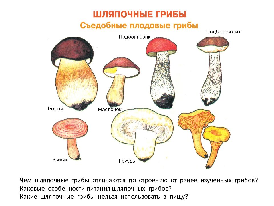 Три примера шляпочных грибов. Шляпочные грибы. Питание шляпочных грибов. Строение шляпочного гриба подберезовик. Как питаются Шляпочные грибы.