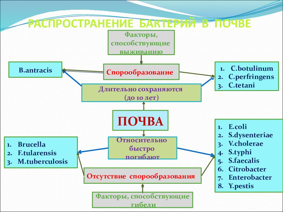 Экология микроорганизмов микробиология. Экология микроорганизмов микробиология таблица. Распространение микроорганизмов в окружающей среде схема. Распространение микроорганизмов в почве. Распространение микробов в окружающей среде схема.