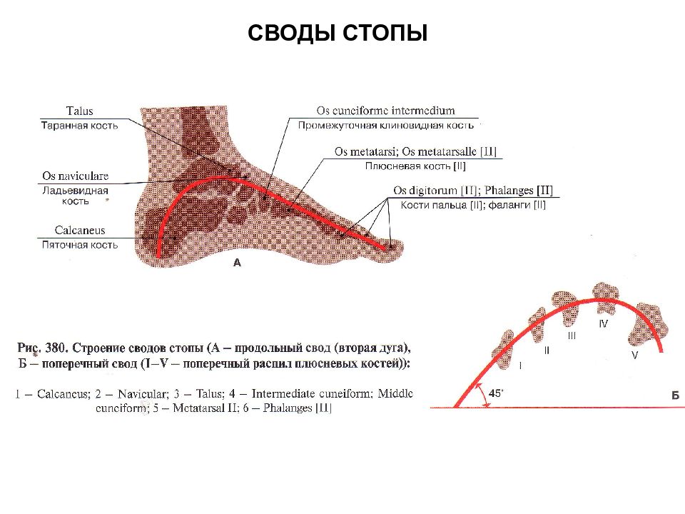 Внутренний свод стопы. Латеральный продольный свод стопы. Свод стопы сбоку. Строение сводов стопы. Медиальный свод стопы.