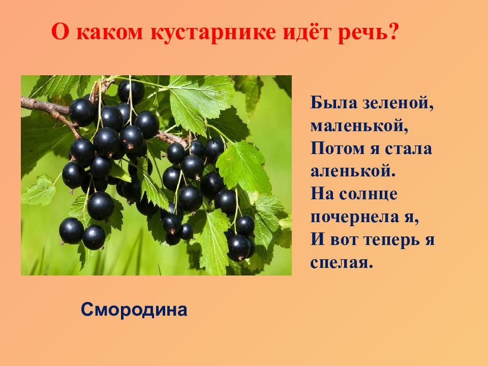 Загадка была зеленой. Была зелёной маленькой потом я стала аленькой на солнце почернела. Была зелёной маленькой потом я стала аленькой отгадка. Отгадка к загадке была зеленой маленькой потом я стала аленькой. Маршака была зелёной маленькой потом я стала аленькой.