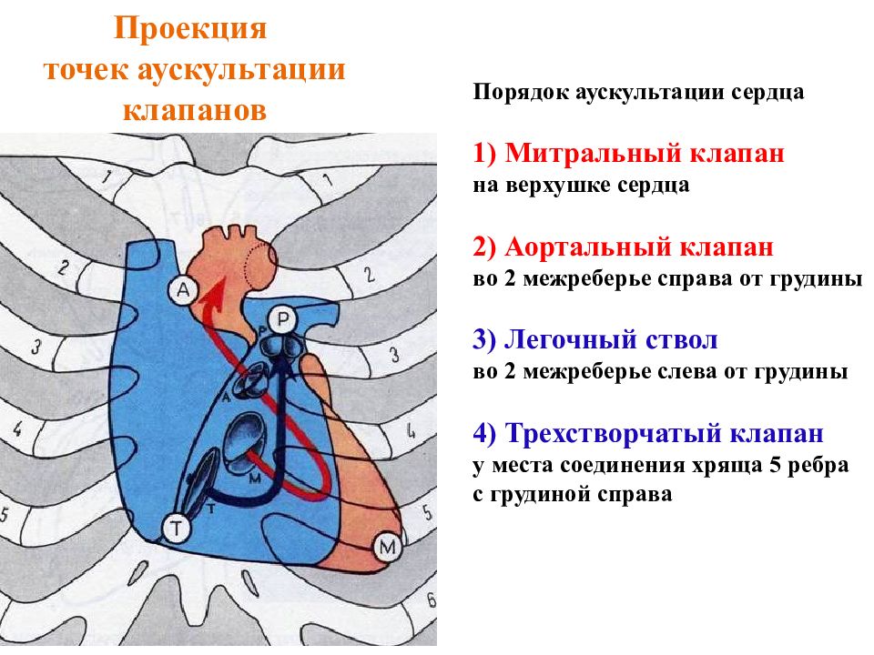 Клапаны сердца на грудной клетке. Акустические точки проекции клапанов сердца. Тоны сердца точки выслушивания клапанов. Точки аускультации клапанов сердца анатомия. Места аускультации клапанов сердца.