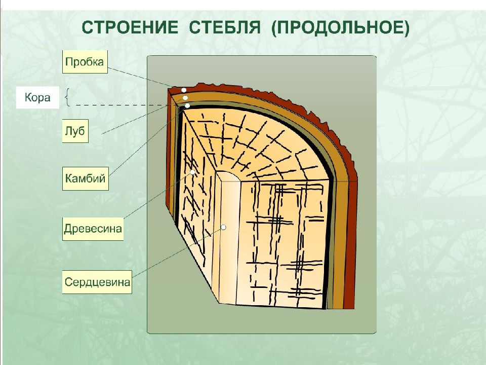 На рисунке изображен фрагмент внутреннего строения стебля многолетнего растения какой цифрой камбий