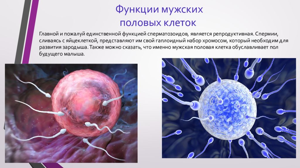 Мужские половые клетки имеют. Функции половых клеток. Размер яйцеклетки и сперматозоида. Функции мужской и женской половых клеток. Строение половых клеток.