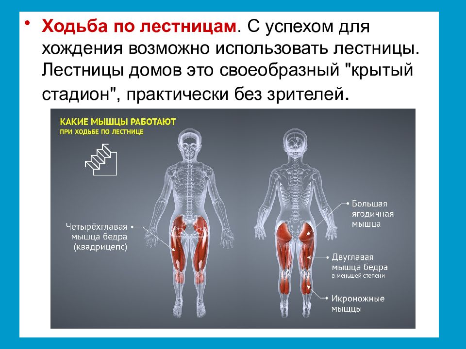 Ходьба по лестнице мышцы. Мышцы задействованные при ходьбе. Ходьба по лестнице. Хождение по лестнице какие мышцы работают.