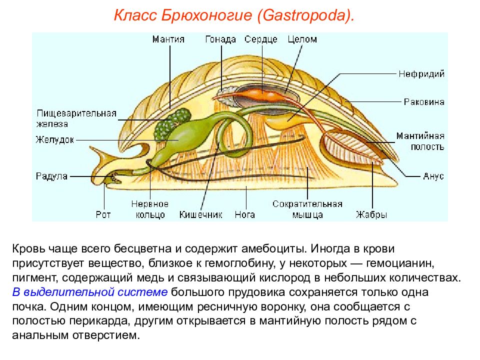 Тип моллюски класс брюхоногие. Комплекс ресничек к у брюхоногих инфузории.