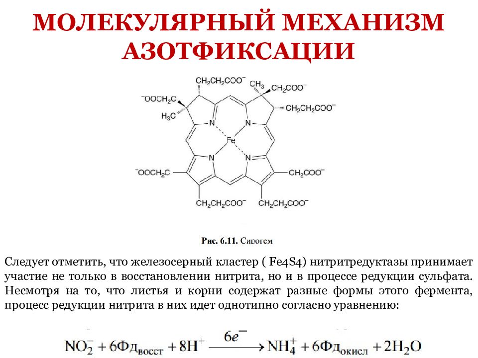 Молекулярное нитрат. Молекулярный механизм фиксации азота.. Молекулярные механизмы биологической фиксации азота. Молекулярный механизм азотфиксации. Фиксация молекулярного азота бактериями.