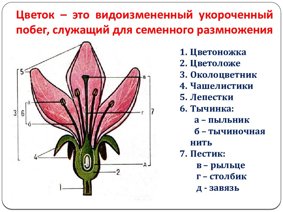 Генеративное размножение растений презентация