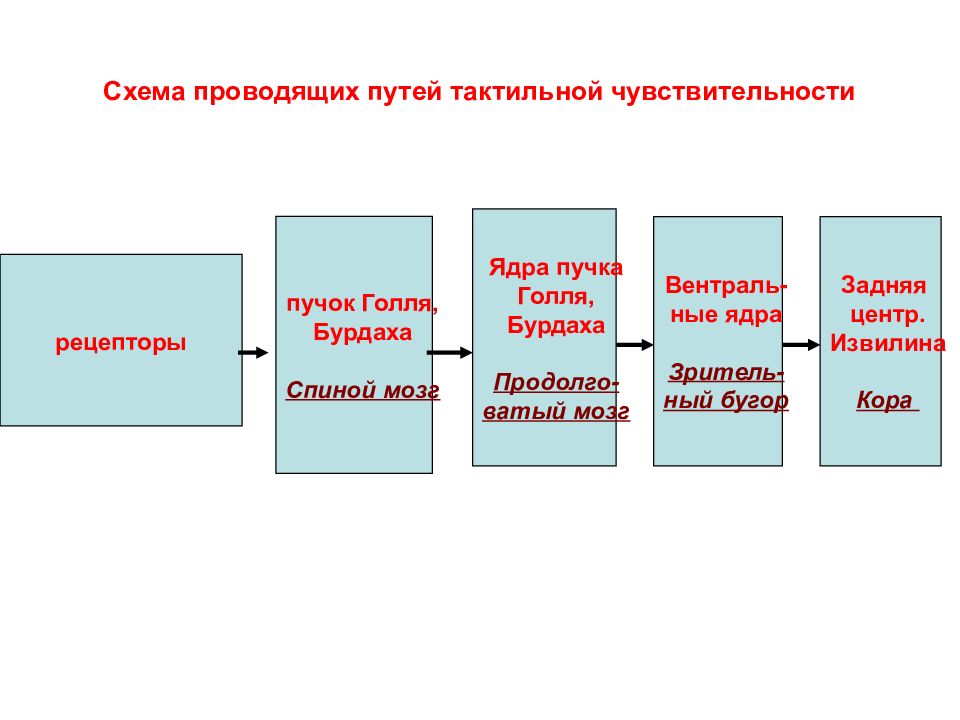 Блок схема болевого тактильного и проприоцептивного анализаторов