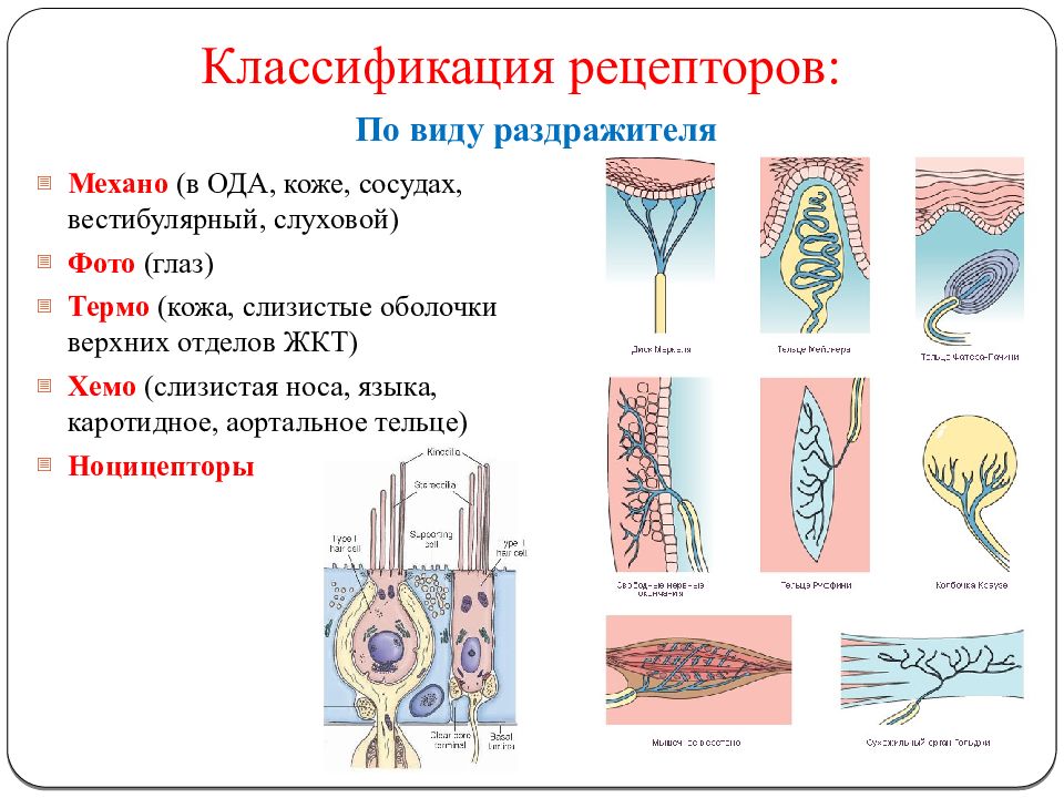 Виды рецепторов картинки