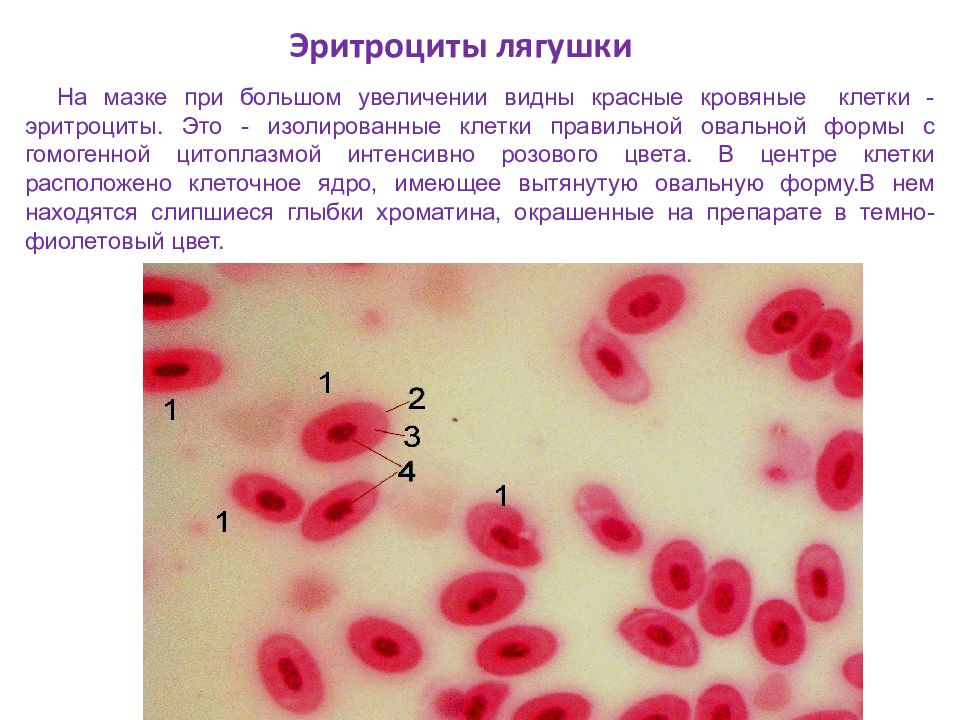 Эритроцит лягушки рисунок. Форма клетки эритроцитов лягушки. Форма клетки этроцит лягушки. Эритроцит лягушки форма клетки и ядра. Цитоплазма эритроцита лягушки.