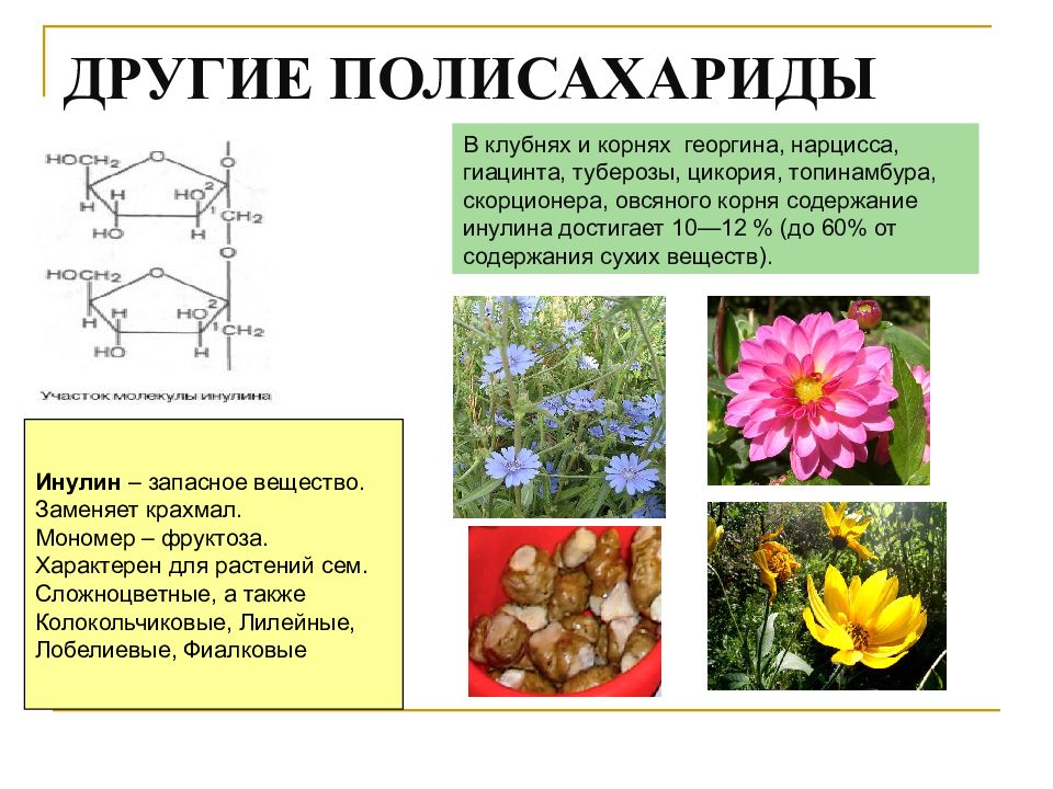 Полисахарид клубни и корни сложноцветных. Инулин в растительной клетке. Инулин в клетках растений. Инулин функции. Мономер инулина.