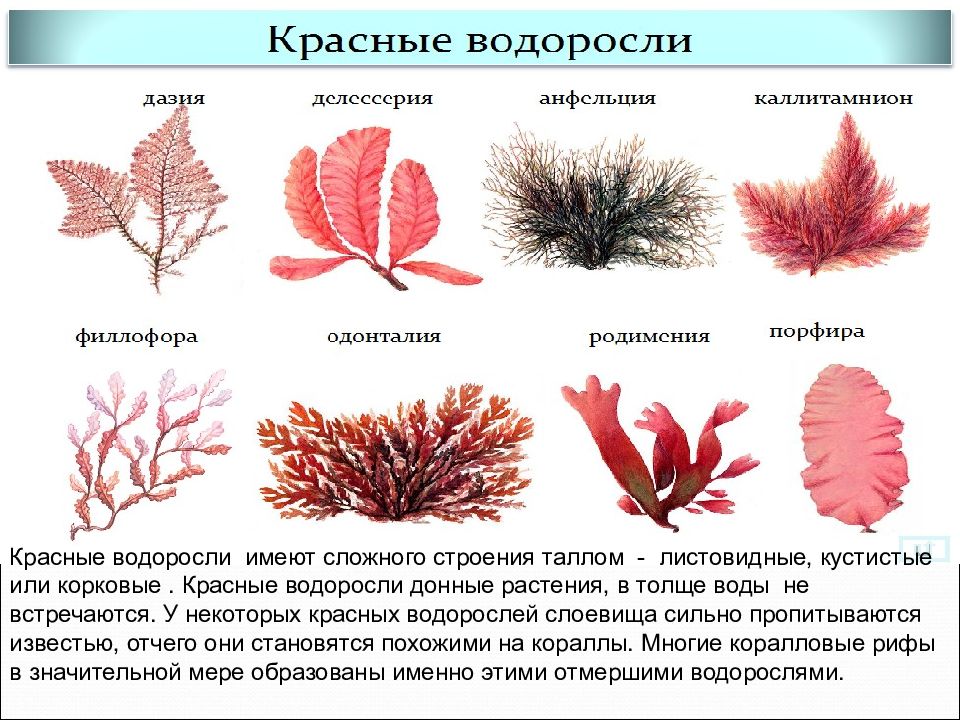 Рассмотрите схему отражающую развитие растительного мира зеленые водоросли красные водоросли бурые