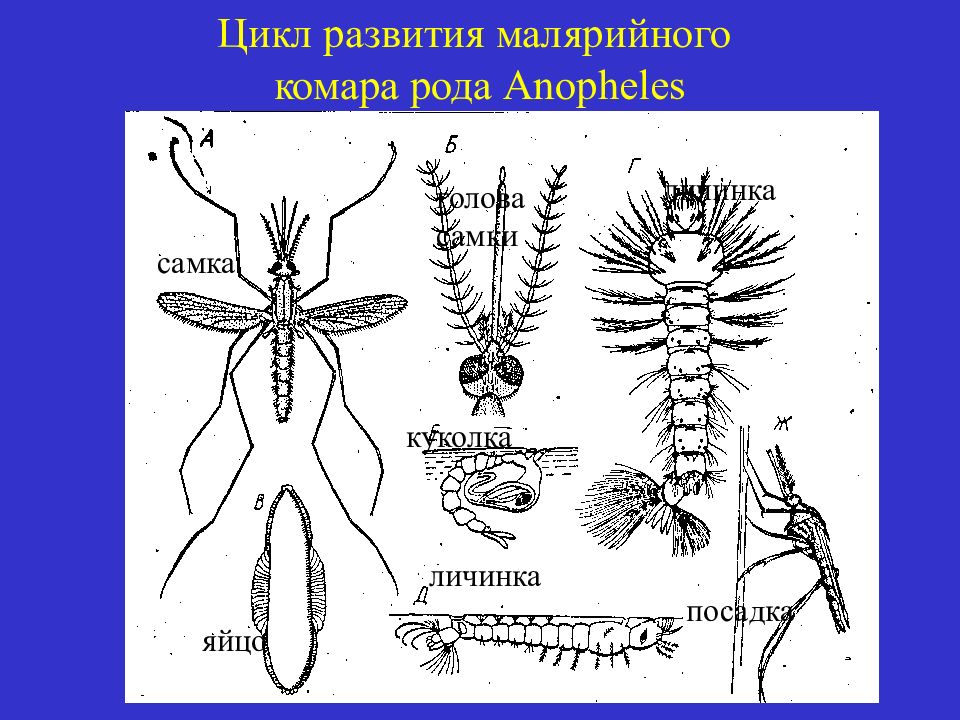 Цикл развития малярийного комара схема