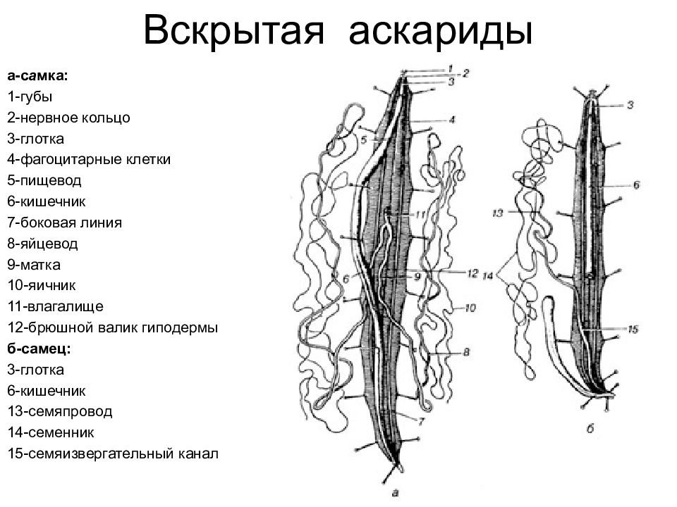 Особенности человеческой аскариды. Аскарида Лошадиная строение. Выделительная система Лошадиная аскарида. Анатомия самки аскариды 1 стенка тела. Строение аскариды в разрезе.