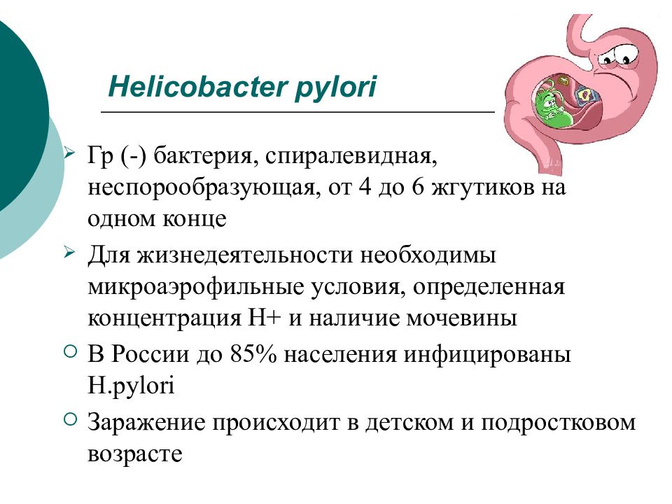 Бактерии в желудке хеликобактер симптомы и лечение
