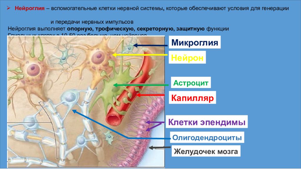 Глиальные клетки фото