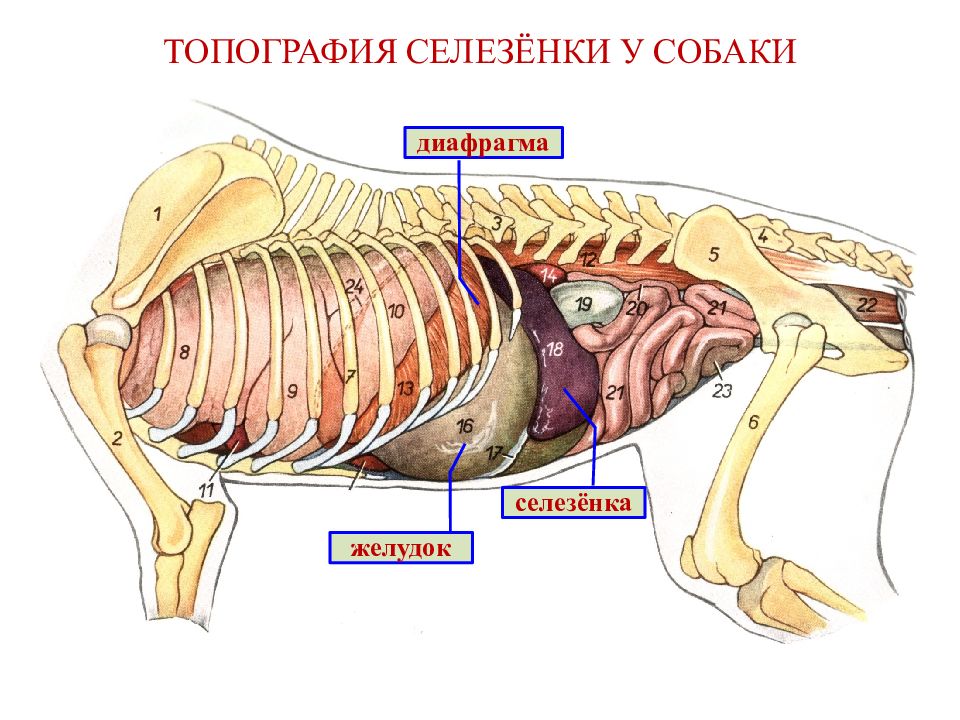 Селезенка кота. Топография внутренних органов собаки. Расположение органов брюшной полости у собаки. Топография брюшной полости собаки. Строение внутренних органов кота брюшная полость.
