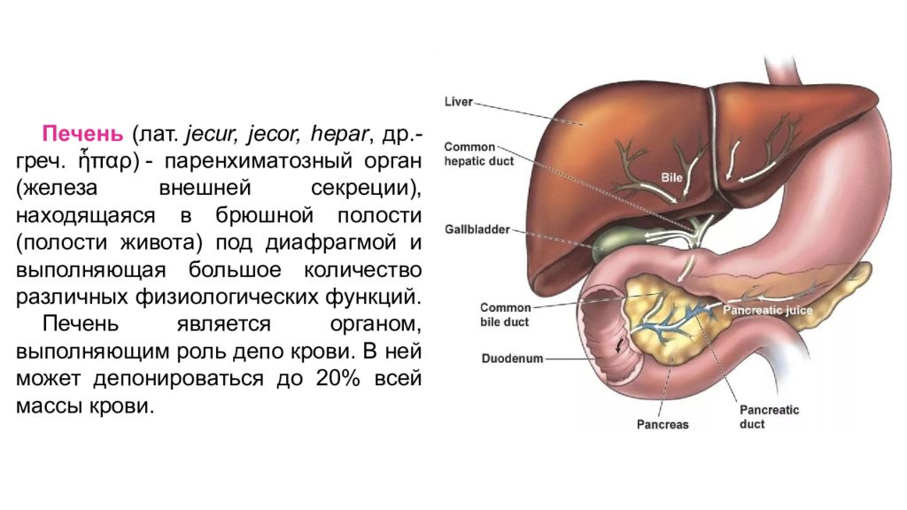 Секрет железы печени. Печень и брюшина анатомия. Органы брюшной полости желчный пузырь. Печень HEPAR анатомия. Печень поджелудочная железа желчный пузырь анатомия человека.
