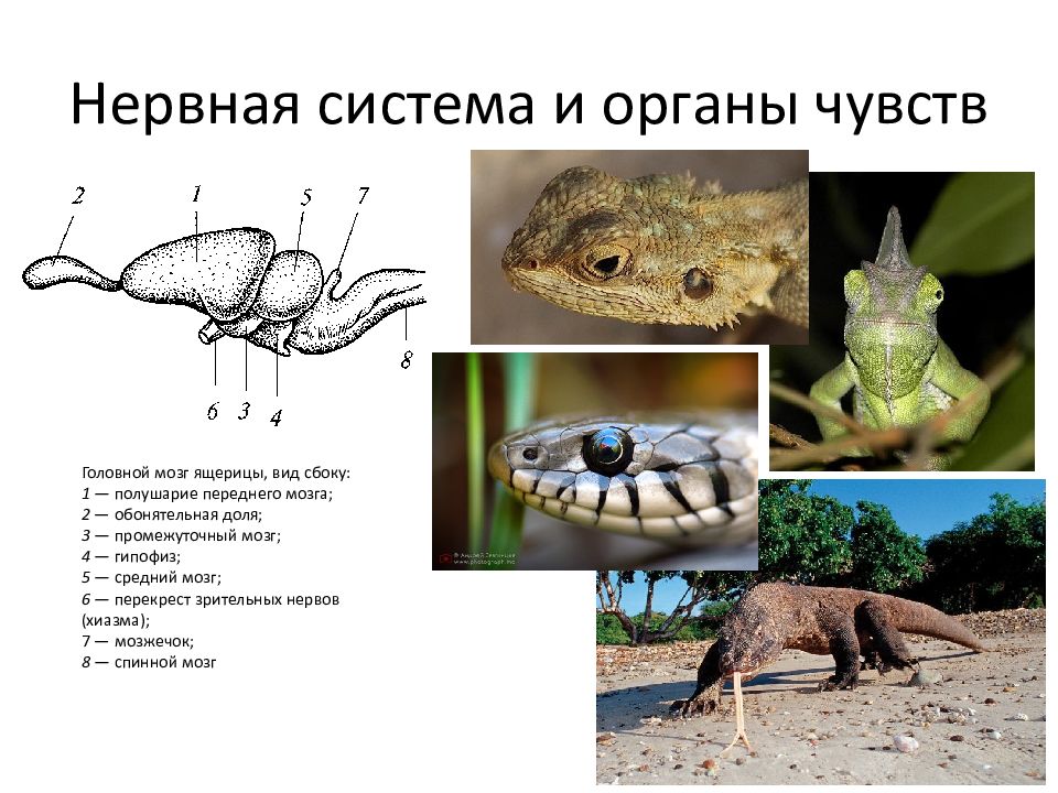 Органы слуха ящерицы. Органы чувств пресмыкающихся. Органы чувств ящерицы. Органы чувств рептилий. Нервная система и органы чувств пресмыкающихся.