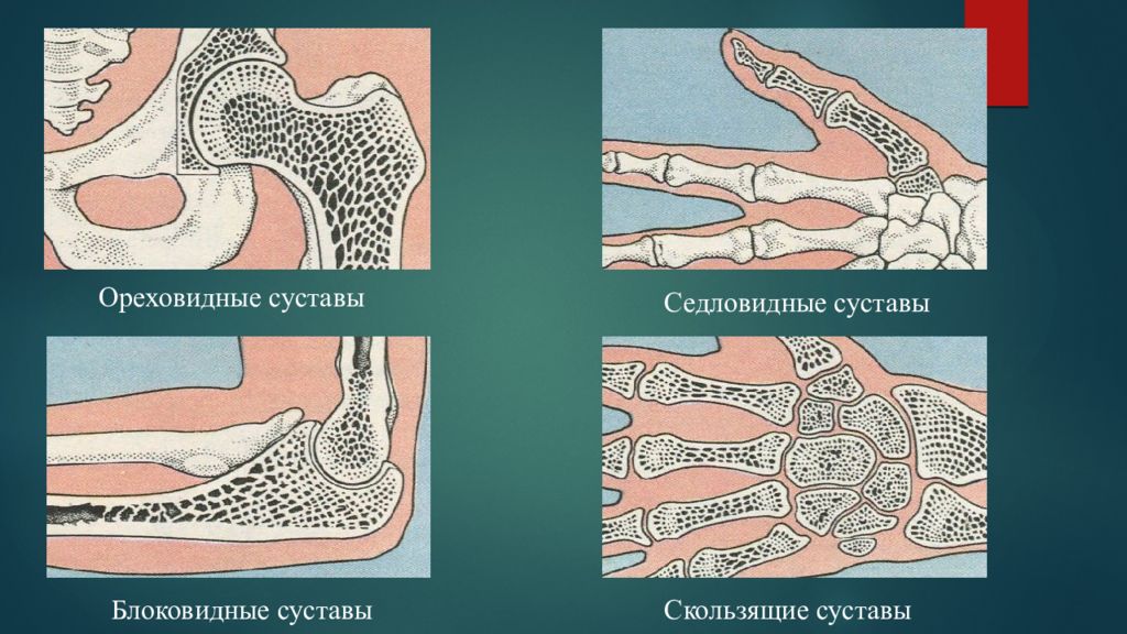 Сустав впадина. Ореховидный сустав. Седловидный сустав. Скольжение суставов. Выработка опорного скелета.
