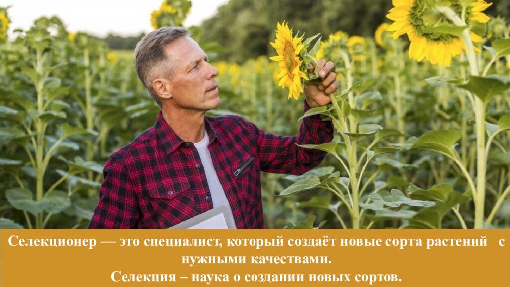 Селекционер — это специалист, который создаёт новые сорта растений с нужными качествами. Селекция – наука о создании новых сортов.