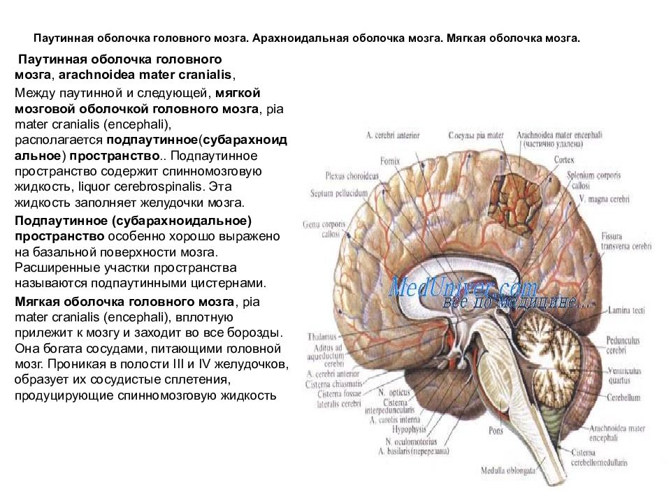 Воспаление головного мозга латынь. Анатомия и топография отделов головного мозга. Паутинная мозговая оболочка топография. Арахноидальная оболочка мозга. Топографическое расположение отделов головного мозга.