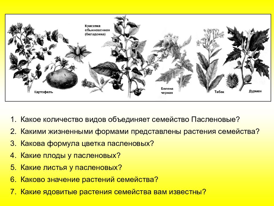 Каково значение рисунка. Жизненные формы растений семейства Пасленовые. Тип листьев у пасленовых растений. Семейство Пасленовые листья. Форма цветка семейства пасленовых.