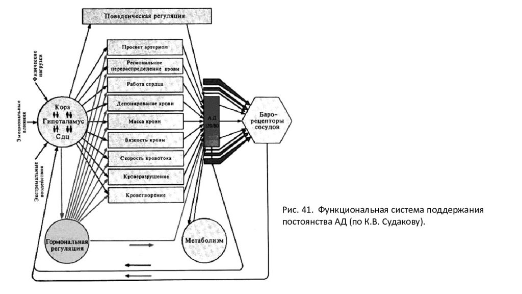 Функциональное постоянство. Схема функциональной системы регуляции артериального давления. Схема функциональной системы регуляции ад. Схема функциональной системы регуляции уровня ад. Схему функциональной системы регуляции минутного объема крови..