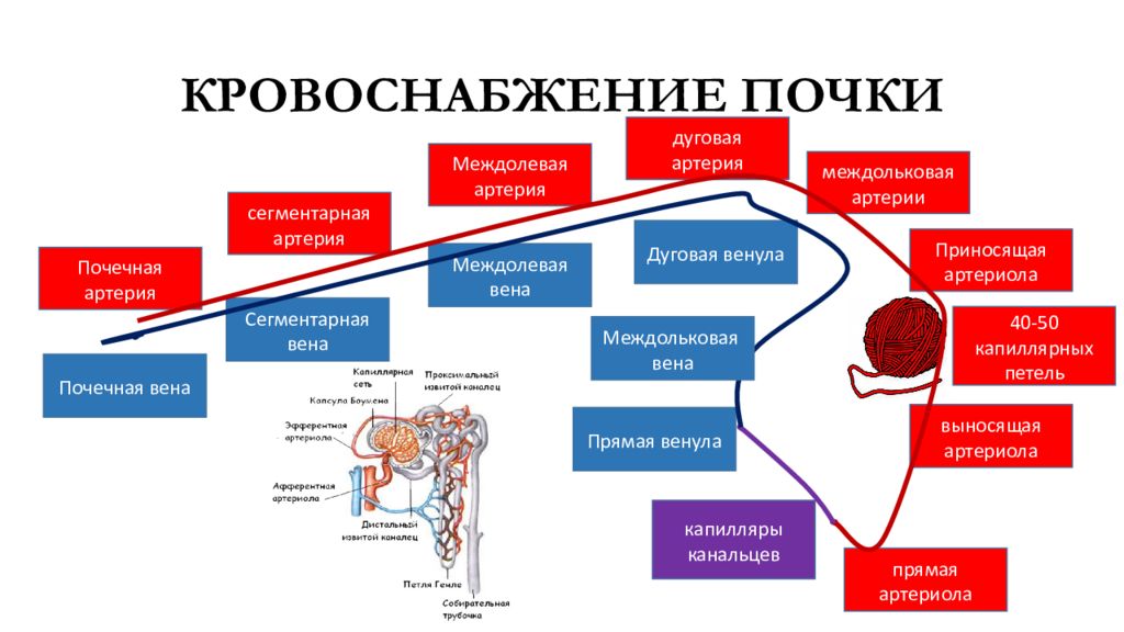 Почечные вены какая кровь. Схема кровотока в почках. Схема кровообращения почек. Кровеносная система почек человека. Кровоснабжение почки схема.