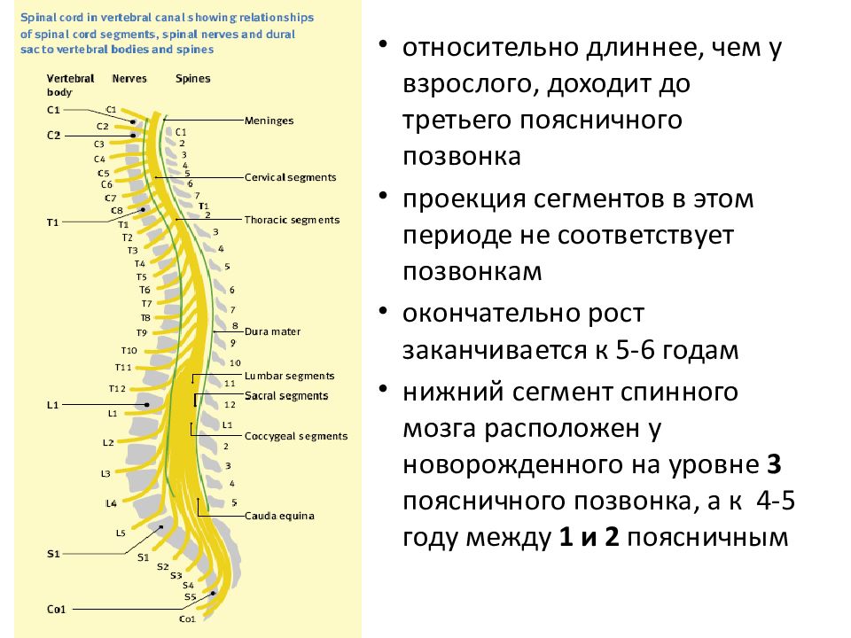Нервные окончания позвоночника. Нервные окончания в пояснице. Нервные окончания схема. Схема нервной системы человека на позвонке.