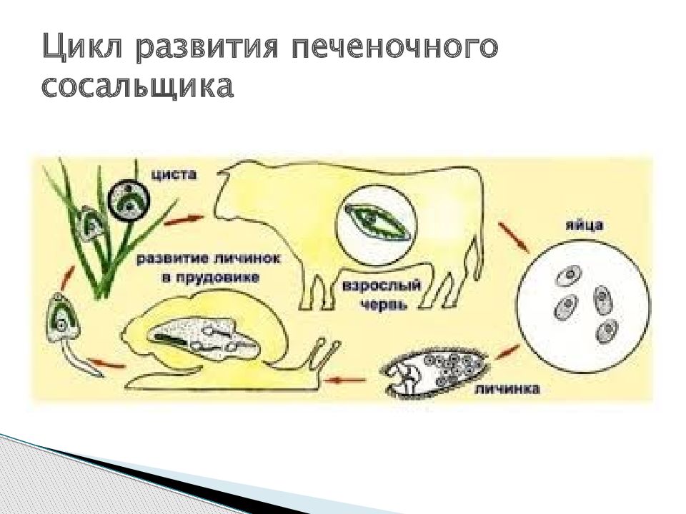 Какой цифрой на рисунке обозначен окончательный хозяин печеночного сосальщика